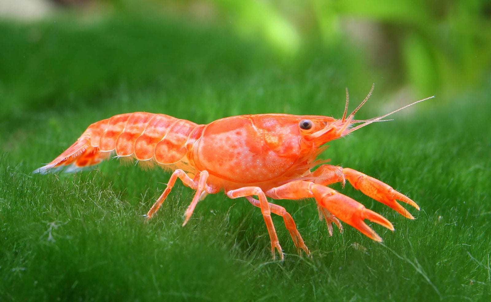 Oranje Dwergkreeftjes - veilig met garnalen en planten, Animaux & Accessoires, Poissons | Poissons d'aquarium, Homard, Crabe ou Crevette