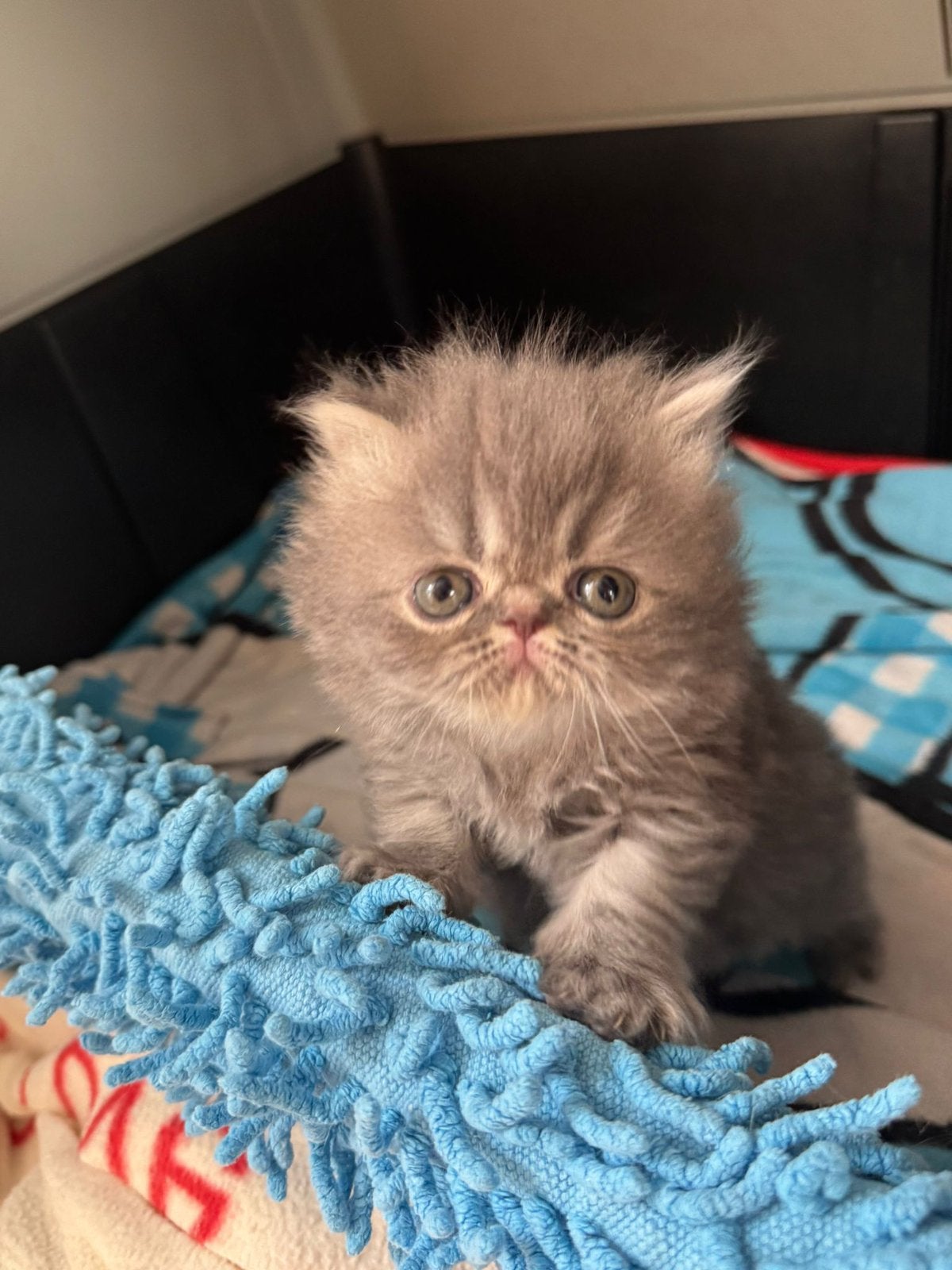 Poils courts et longs exotiques, Plusieurs animaux, Avec pedigree, 0 à 2 ans