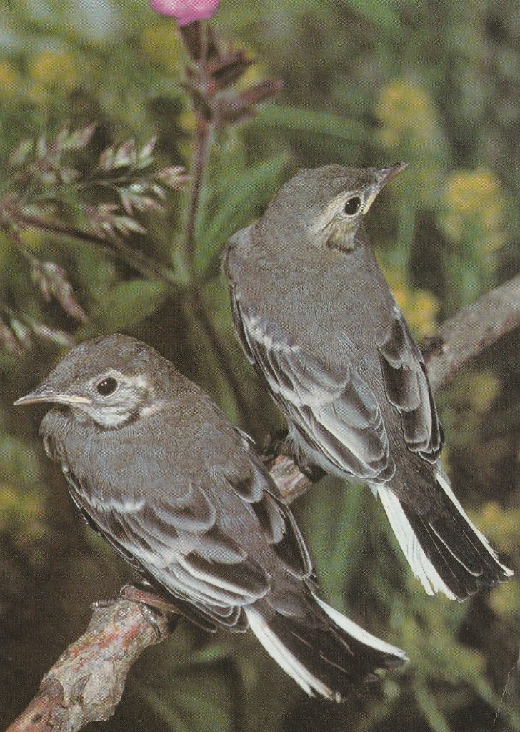 JONGE  WITTE  KWIKSTAARTEN, Verzamelen, Postkaarten | Dieren, Verzenden, Ongelopen, Vogel