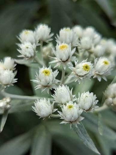 Anaphalis Triplinervis aan opruimprijs, Jardin & Terrasse, Plantes | Jardin, Enlèvement