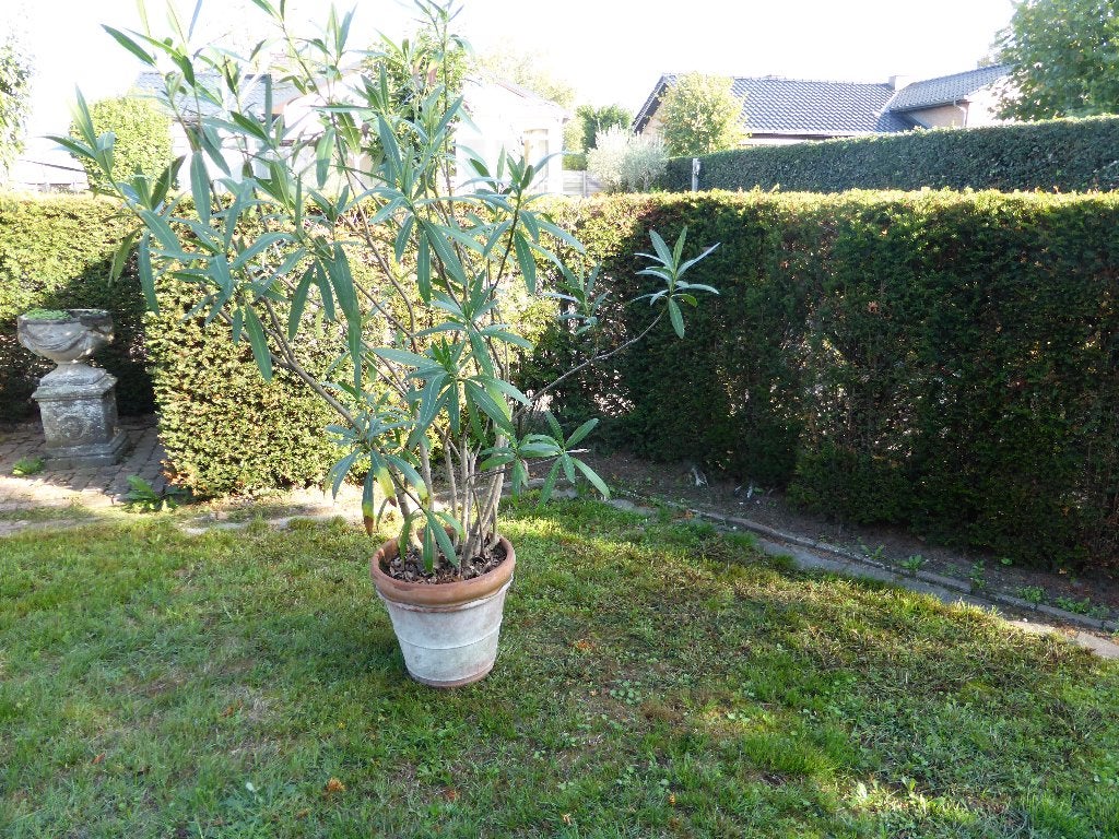 oleander, Tuin en Terras, Vaste plant, Halfschaduw, Zomer, Ophalen