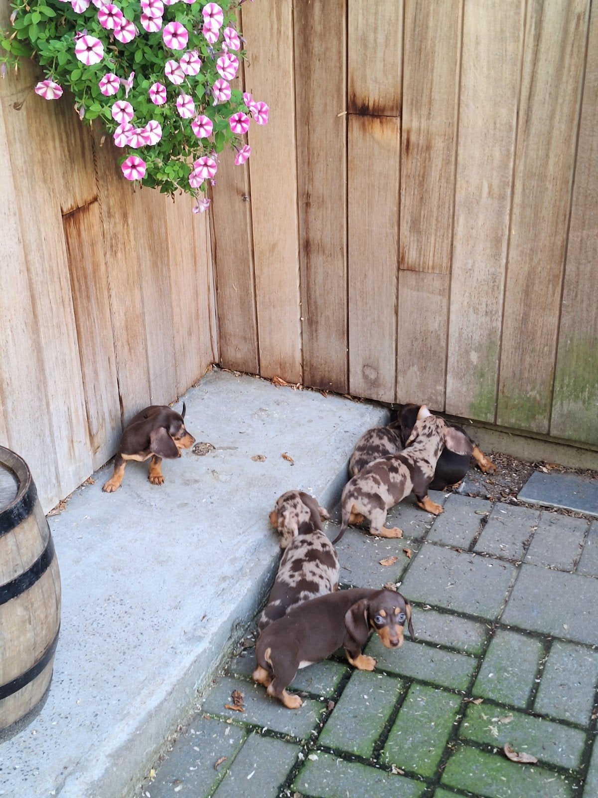 Dwergteckel puppy's, Dieren en Toebehoren, België, CDV (hondenziekte), 8 tot 15 weken, Korthaar