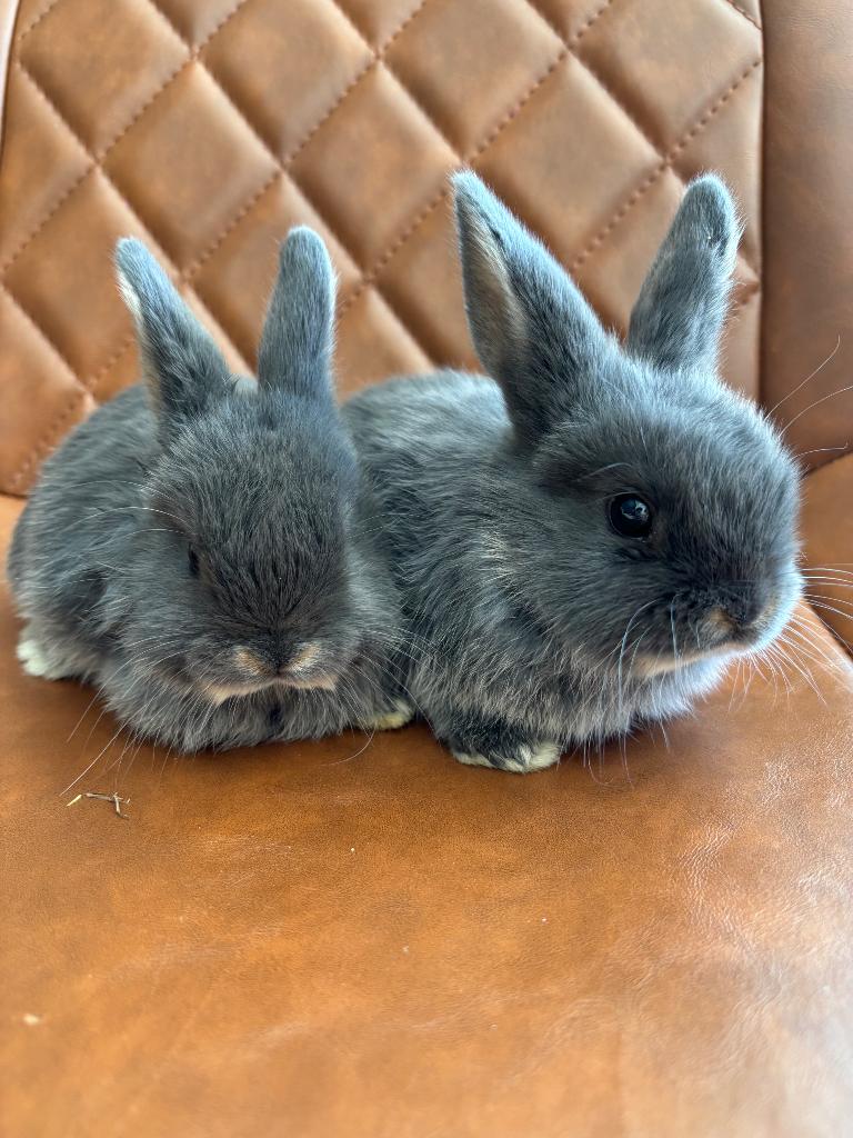 NHD- mini lop, Dieren en Toebehoren, Mannelijk, Klein, Hangoor, 0 tot 2 jaar