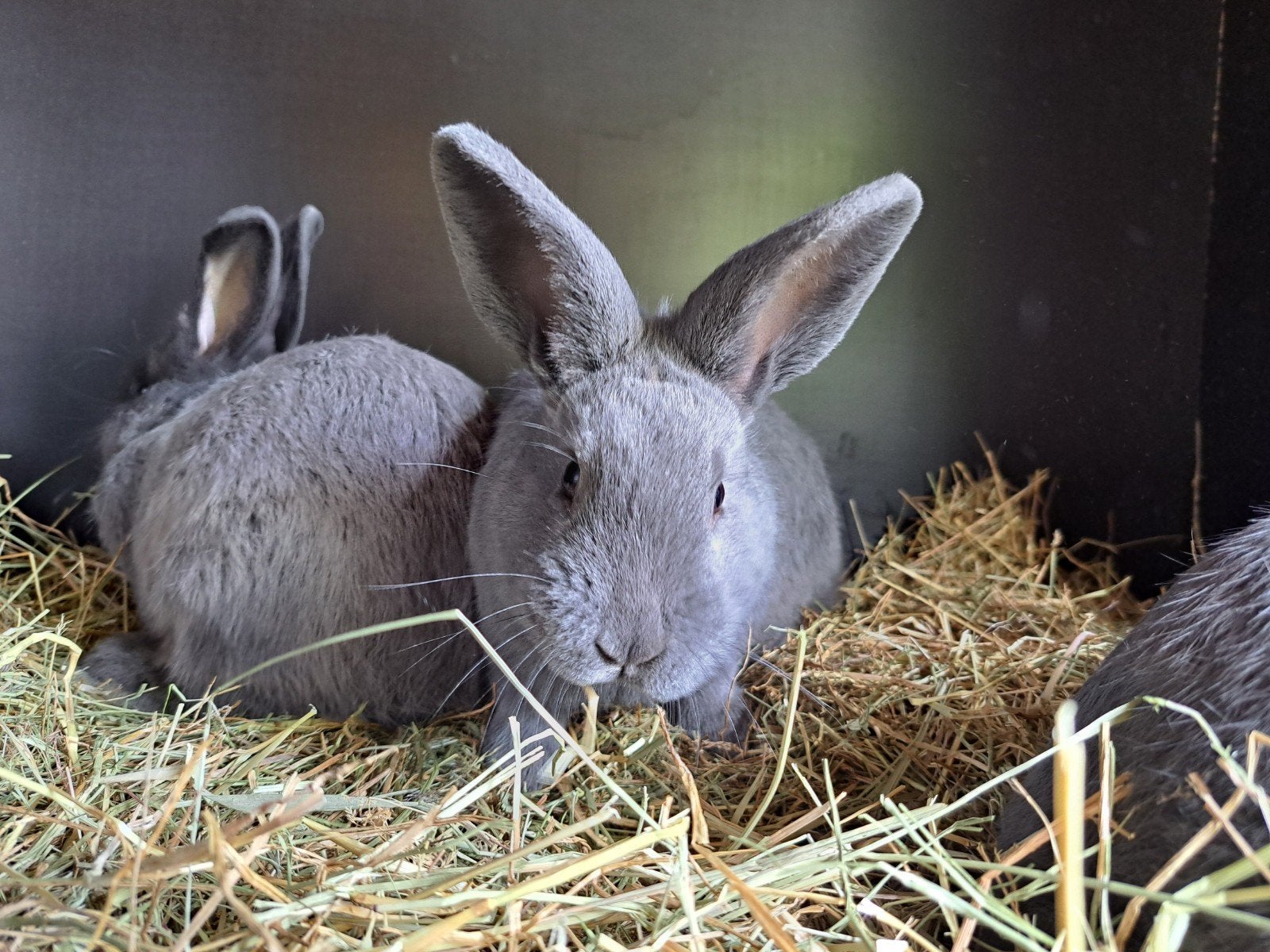 Blauwe Holicers, Meerdere dieren, Klein, 0 tot 2 jaar