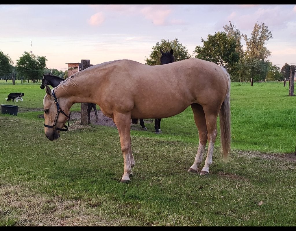 Palomino quarter foundation aqha Merrie, Dieren en Toebehoren, Paarden, Merrie, Zadelmak, Minder dan 160 cm, 11 jaar of ouder