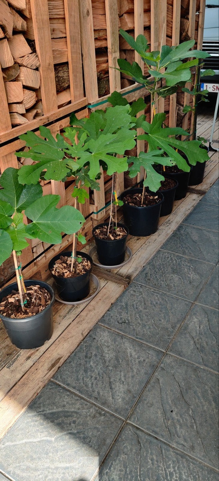 vijgenbomen, Enlèvement