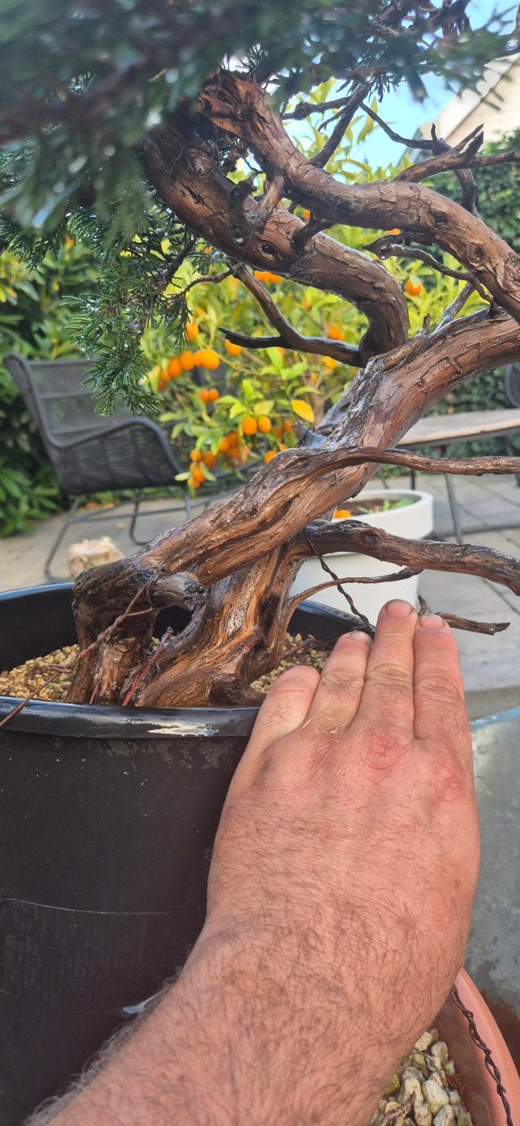 À vendre. juniperus sabina bonsai yamadori, Jardin & Terrasse, Enlèvement