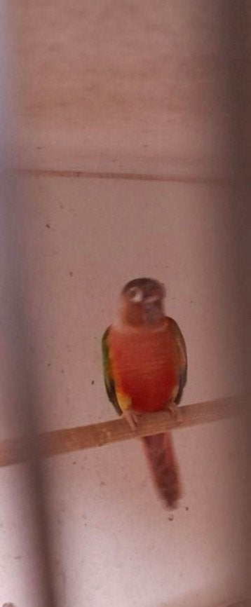 Recherche femelle conure pyrrhura, Animaux & Accessoires, Femelle