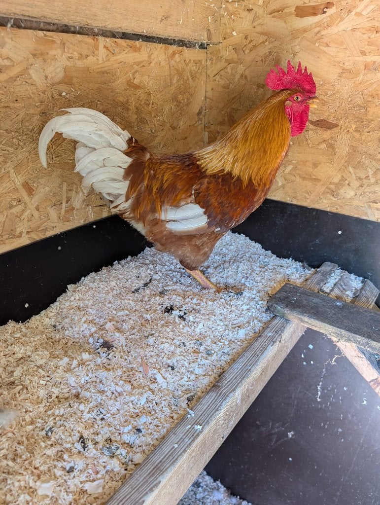 Gratis haan, Dieren en Toebehoren, Mannelijk, Kip