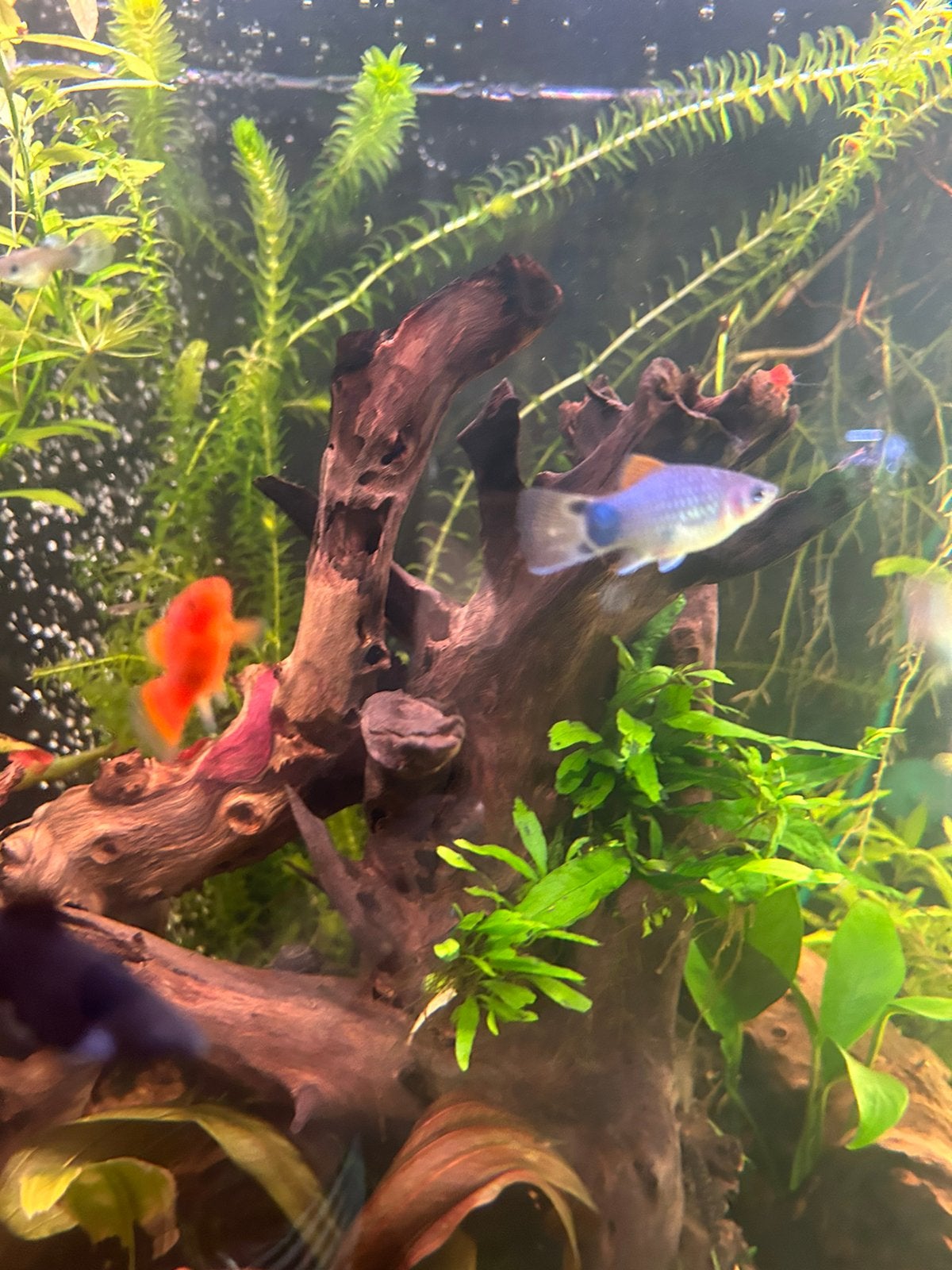 Blauwe plattys, Dieren en Toebehoren, Vissen | Aquariumvissen