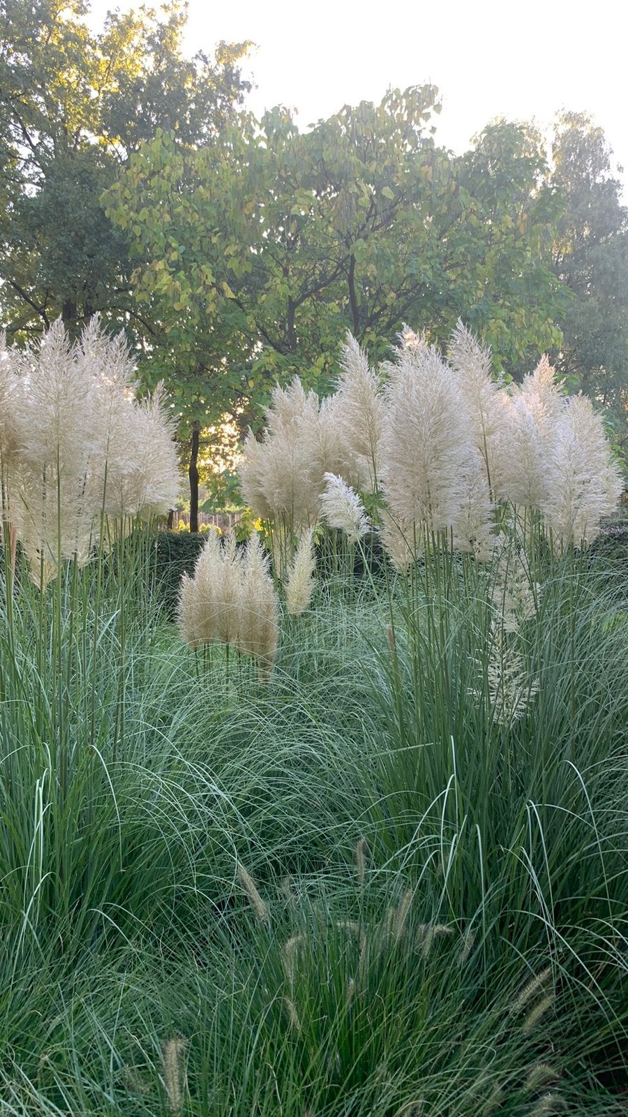 Pluimen pampas, Ophalen, Nieuw