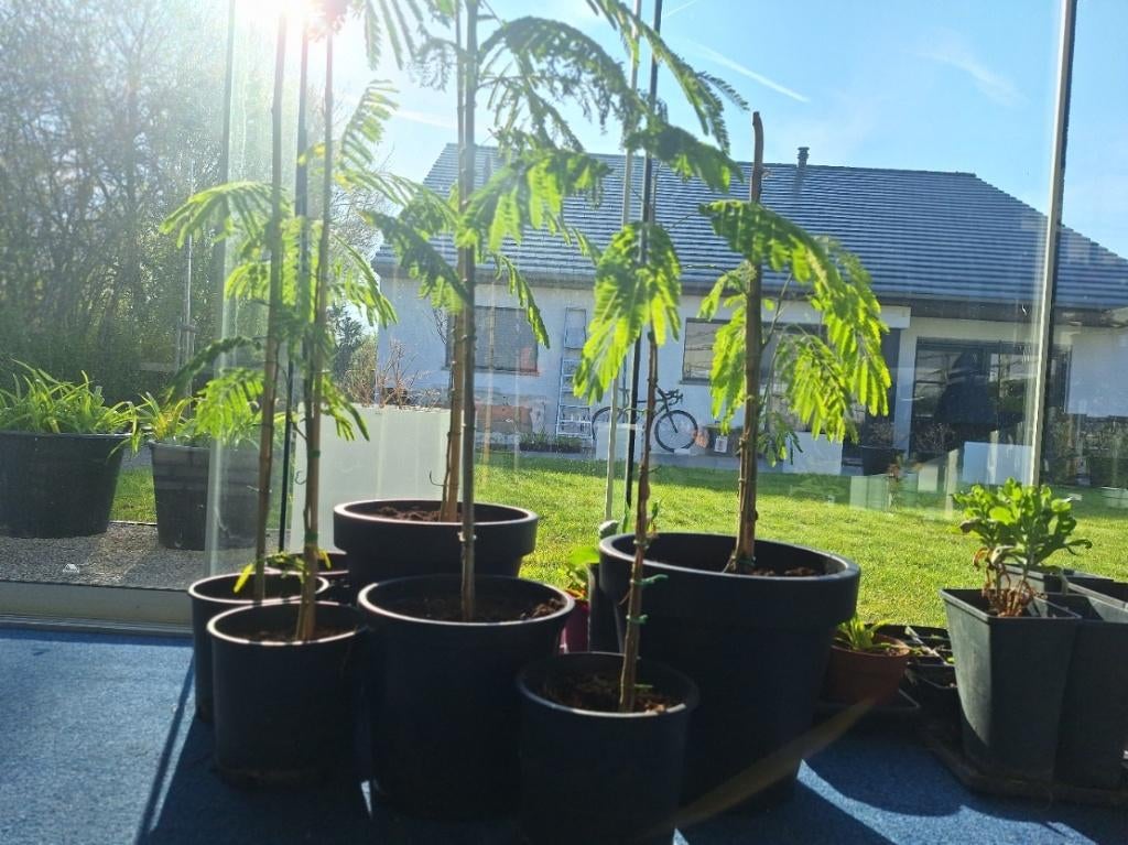 perzische slaapboom Albizia julibrissin, Tuin en Terras, Planten | Bomen, Overige soorten, Minder dan 100 cm, Zomer, Ophalen