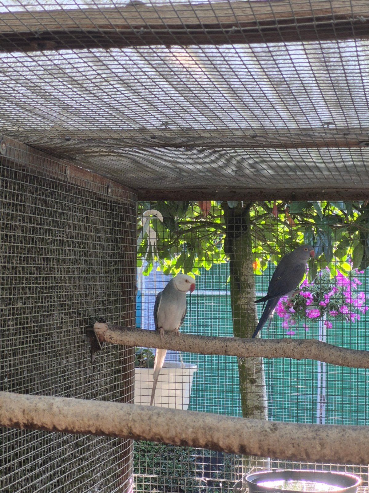 vogels