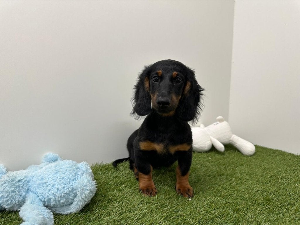 Langharige Teckel pup, Dieren en Toebehoren, België, Standaard, 8 tot 15 weken, Teef