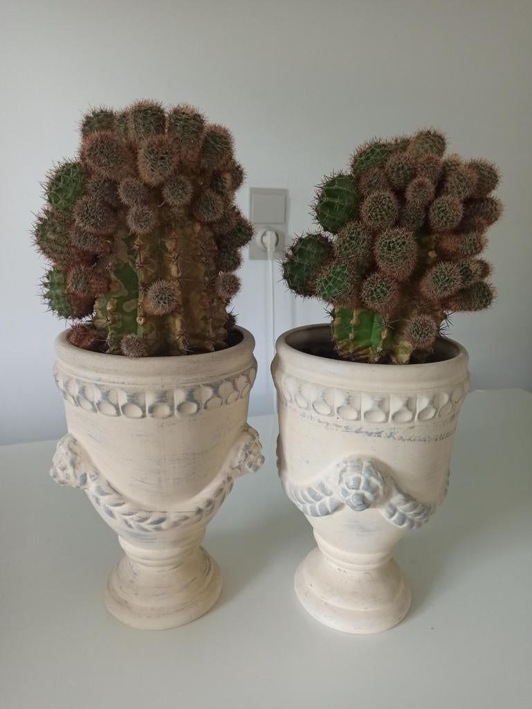 Cactus 2 stuks /20€, Enlèvement