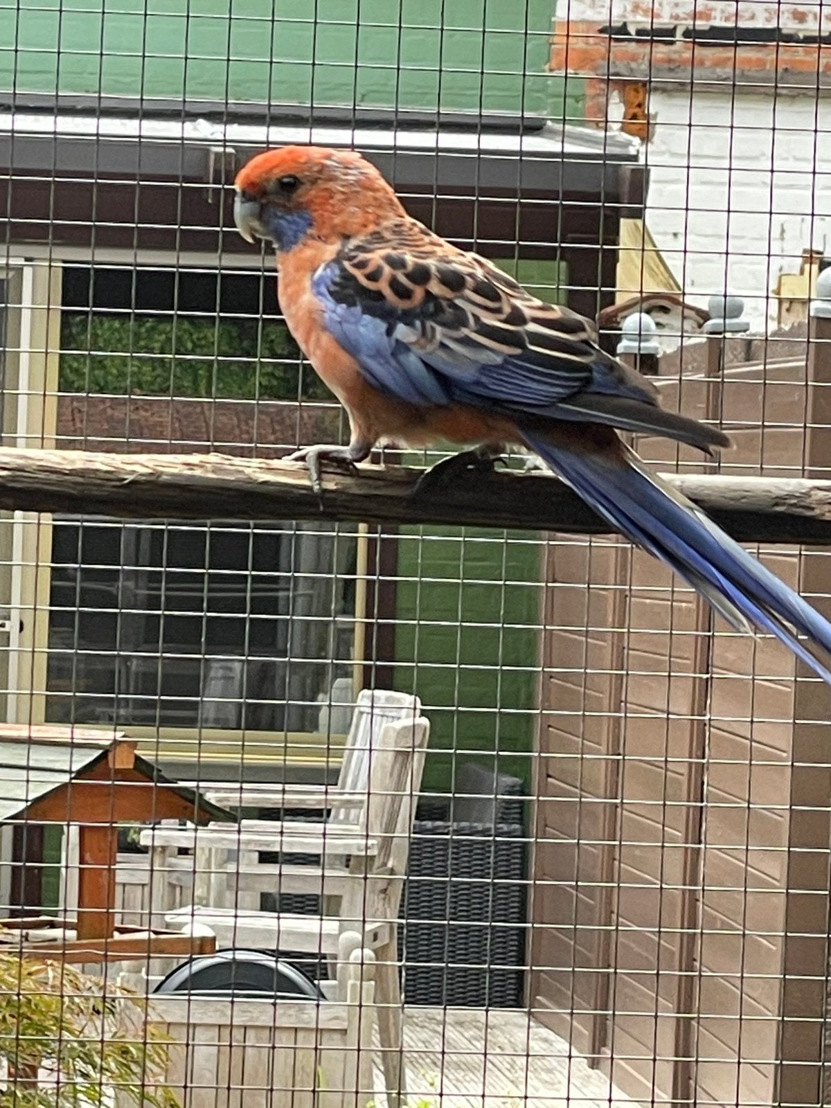 Pennant rosella