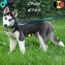 Chief, Clay & Colt – Husky reutjes te koop, Dieren en Toebehoren, België, 15 weken tot 1 jaar, CDV (hondenziekte), Poolhond