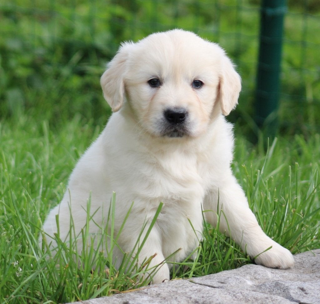 Chiots Golden Retriever, Animaux & Accessoires, Golden retriever, Maladie de Carré (chiens), Plusieurs, Belgique