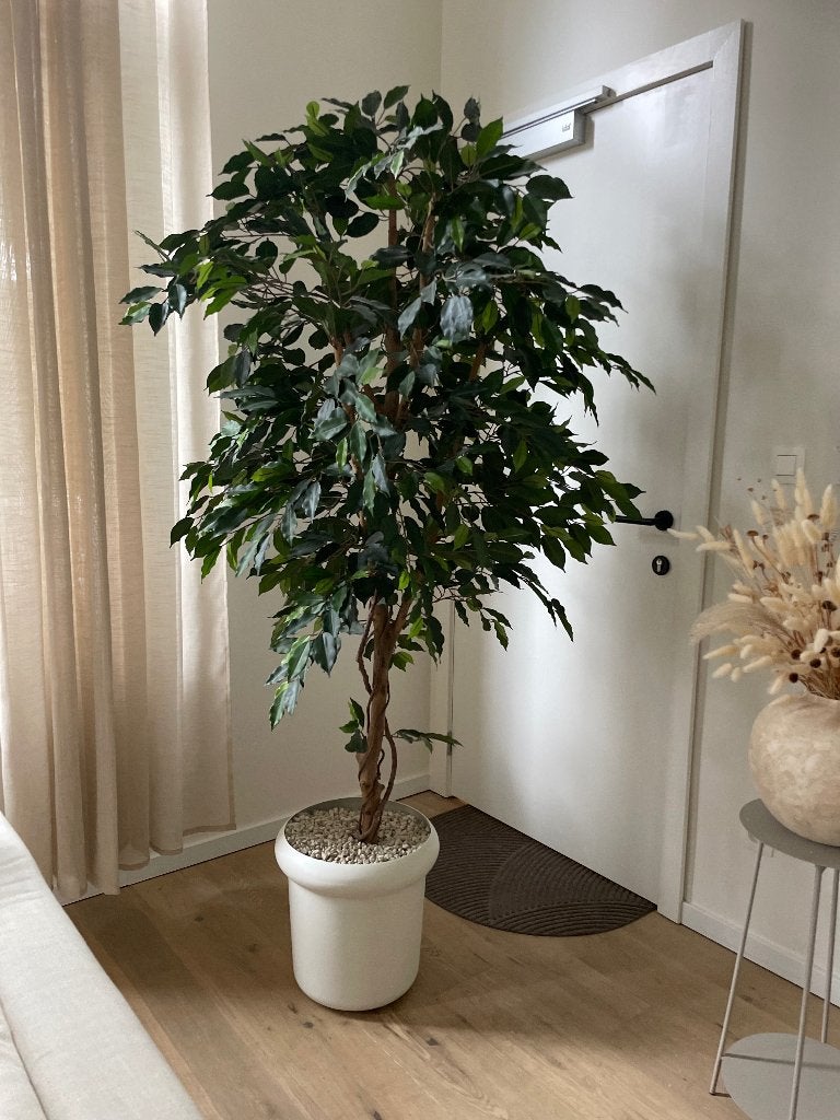 Kunstplant, ficus, van hoge kwaliteit, Huis en Inrichting, Woonaccessoires | Kunstplanten en Kunstbloemen, Ophalen, Binnen, Groen