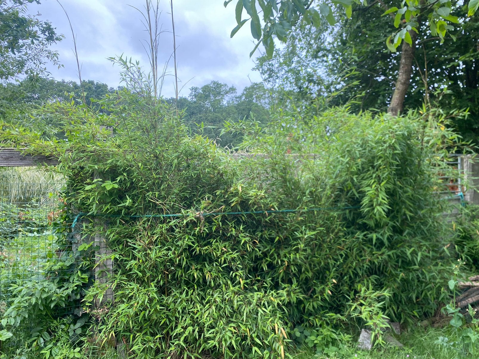 Bamboe, Tuin en Terras, Ophalen, Overige soorten, 100 tot 250 cm