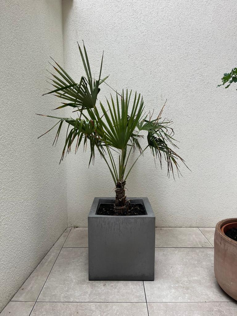 Palm inclusief betonlook plantenbak, Tuin en Terras, Planten | Tuinplanten, Ophalen