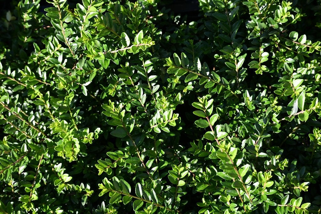 Lonicera (Kamperfoelie) P9, Tuin en Terras, Ophalen, Vaste plant