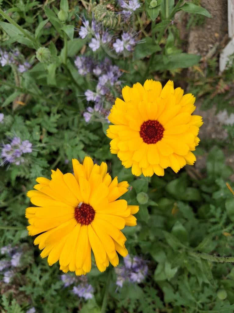 Biologische Goudsbloem Zaden, Tuin en Terras, Bloembollen en Zaden, Ophalen of Verzenden