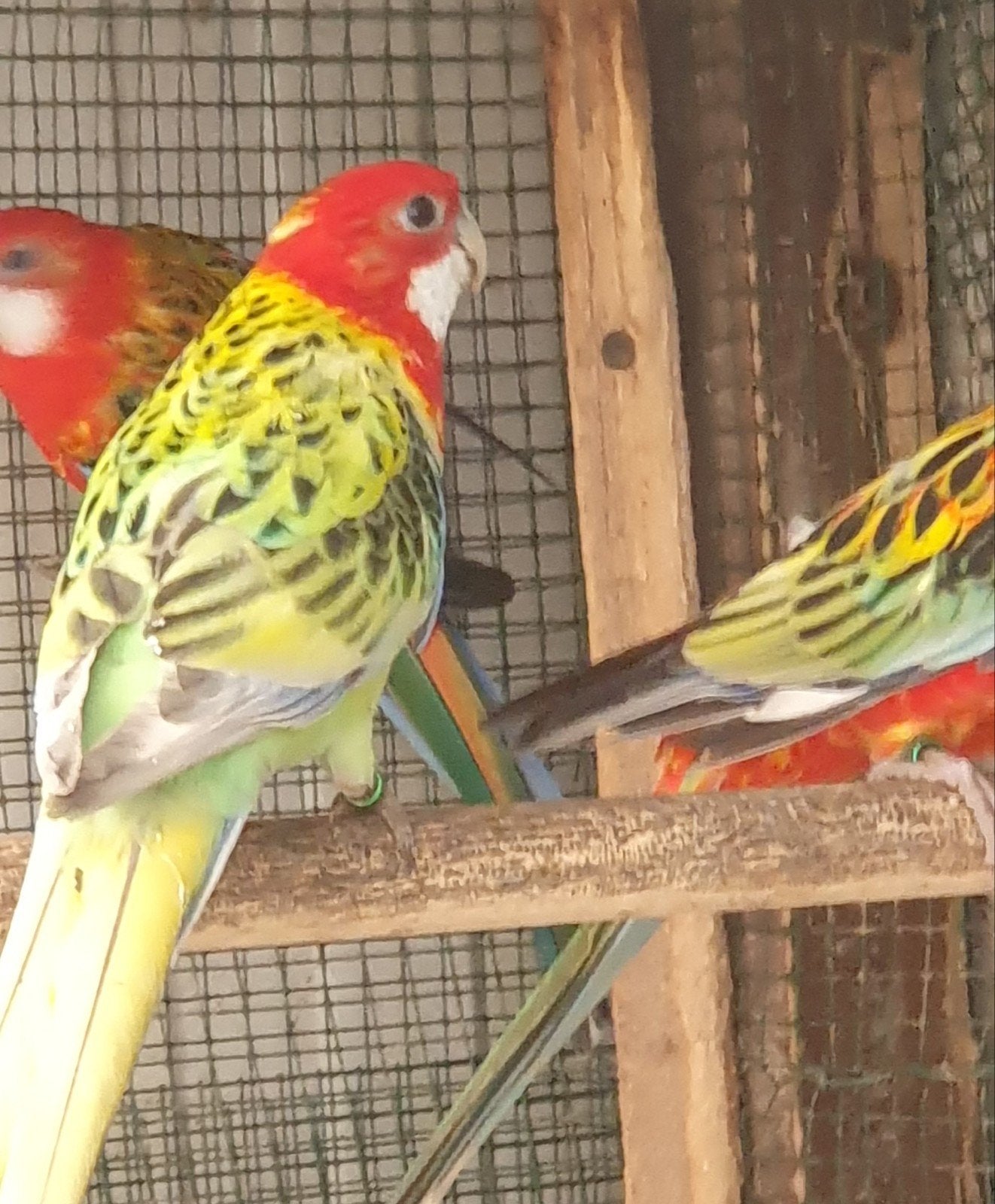 rosella's 2026, Plusieurs animaux, Perruche, Bagué