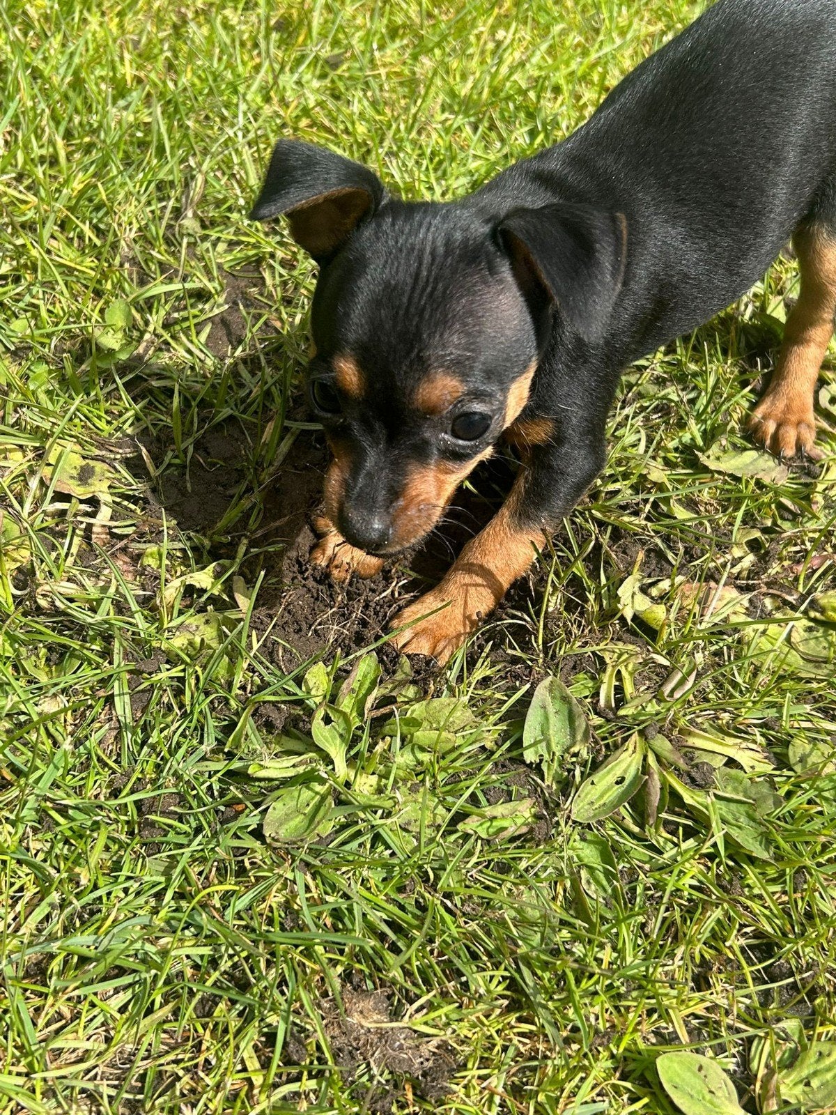 chiots Pincher, Maladie de Carré (chiens), 8 à 15 semaines, Plusieurs, Éleveur | Loisir