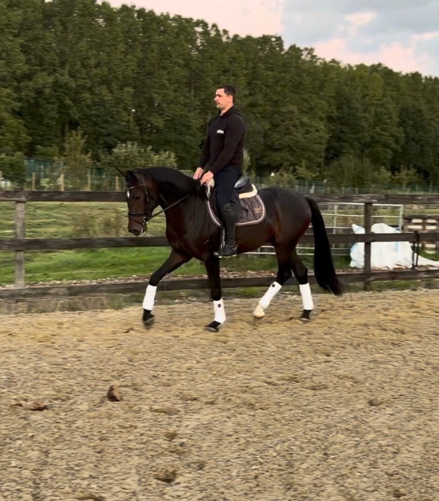 3 jarige ruin, Met stamboom, Ruin, Zadelmak, 3 tot 6 jaar