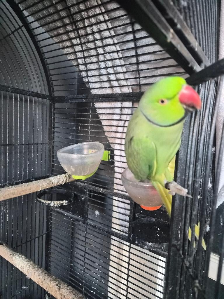 Halsbandparkiet, Mâle, Perroquet, Parleur