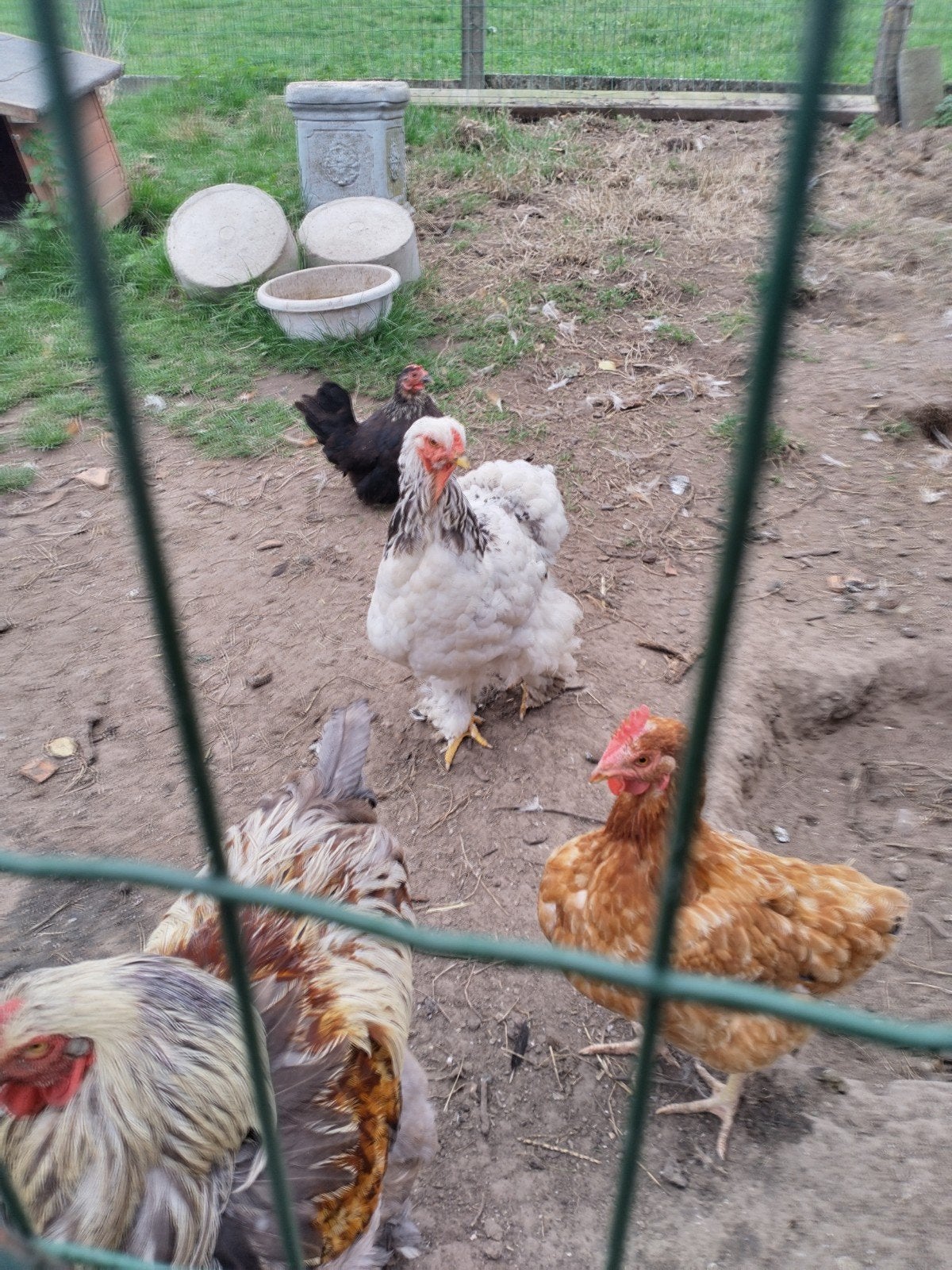 brahma hennen, Dieren en Toebehoren, Vrouwelijk, Kip