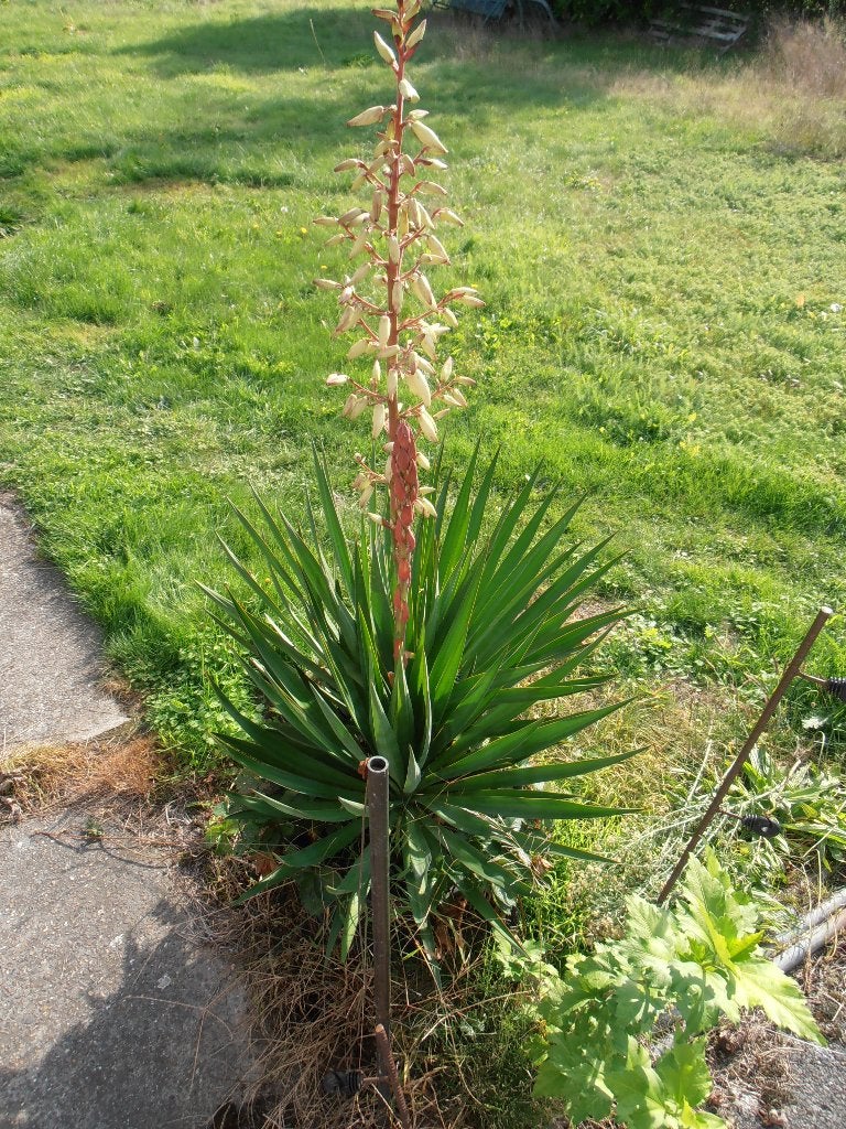Grote en kleine yucca's, Tuin en Terras, Ophalen