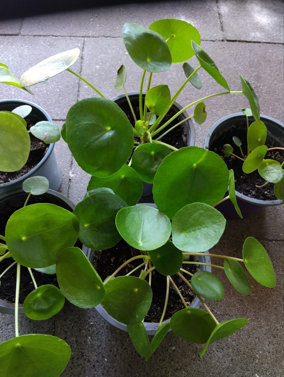 kamerplanten, Tuin en Terras, Ophalen
