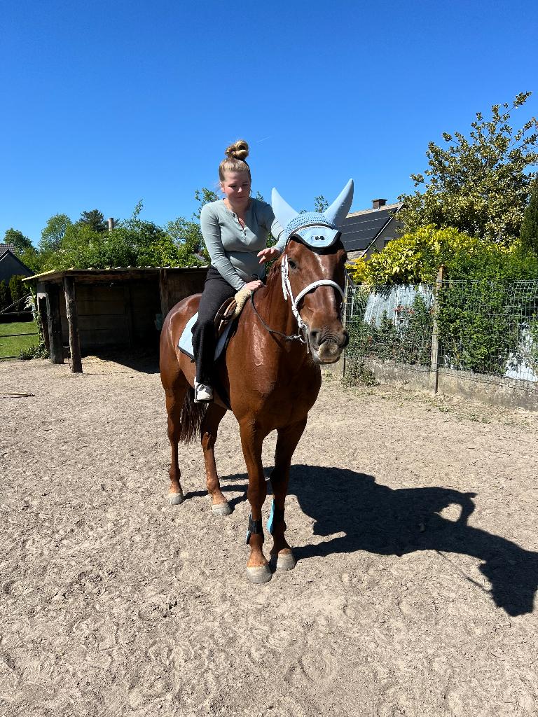 Prachtig recreatief paardje, Dieren en Toebehoren, Paarden, Gechipt, Ruin, Zadelmak, 3 tot 6 jaar