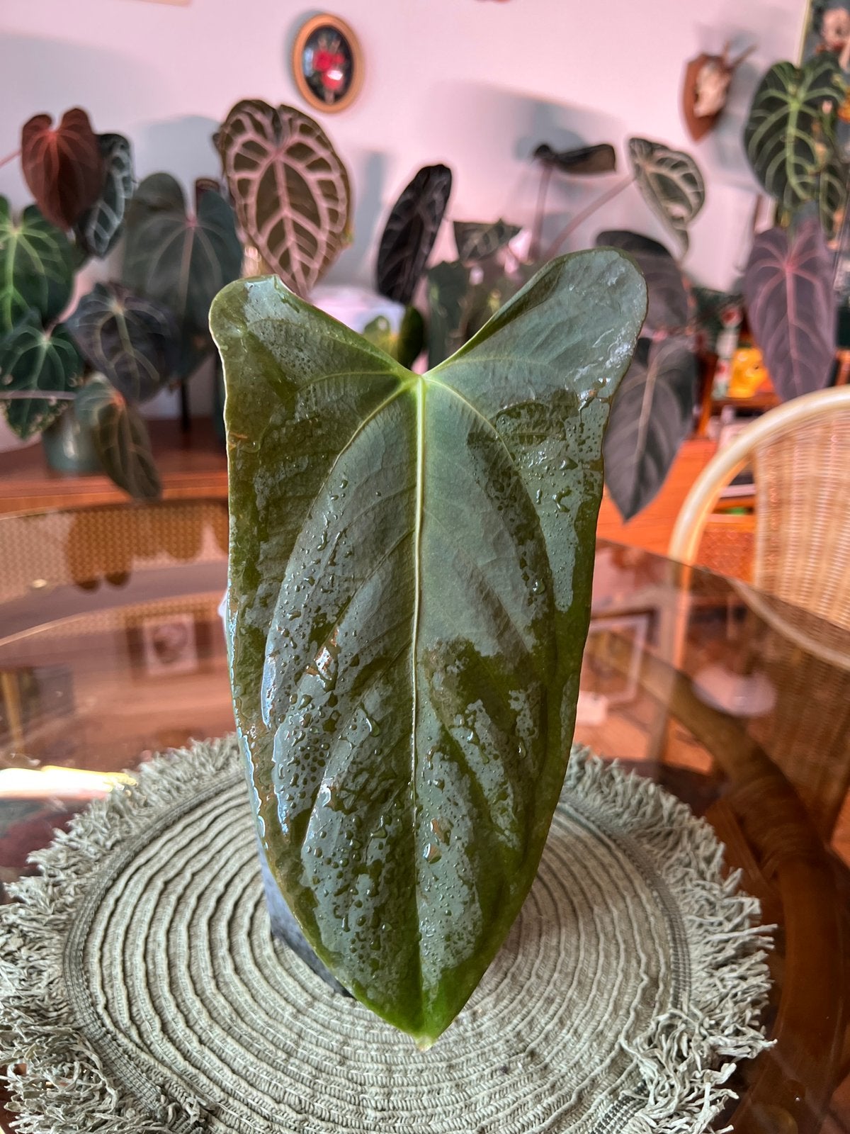 Anthurium, Huis en Inrichting, Kamerplanten, Ophalen