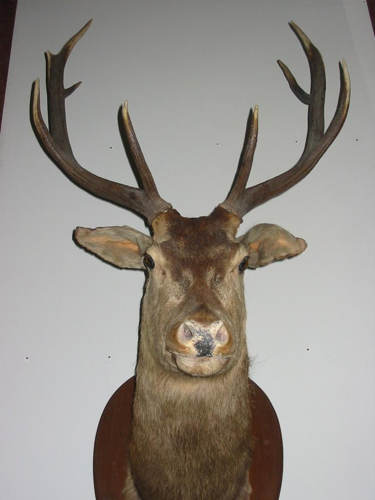 Magnifique trophée de cerf empaillé, état impeccable., Enlèvement, Comme neuf, Cerf, Animal empaillé