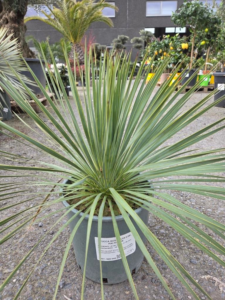 Yucca Rostrata - Palmlelie, Tuin en Terras, Ophalen