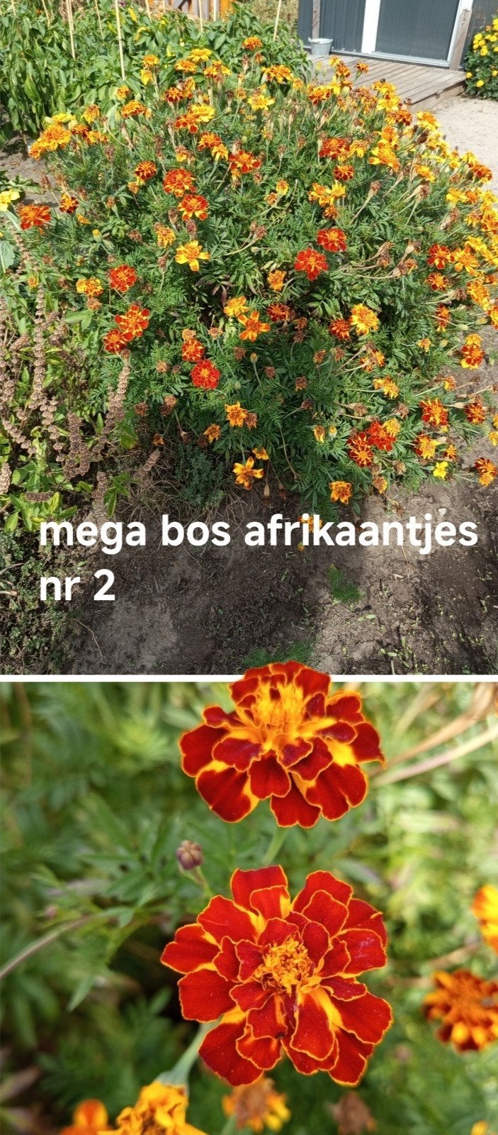 xl afrikaantjes zaad, Ophalen of Verzenden