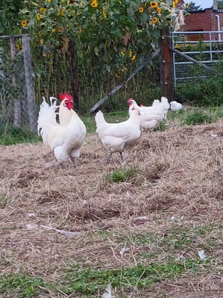 Toom Poulle De Bresse kippen, Poule ou poulet