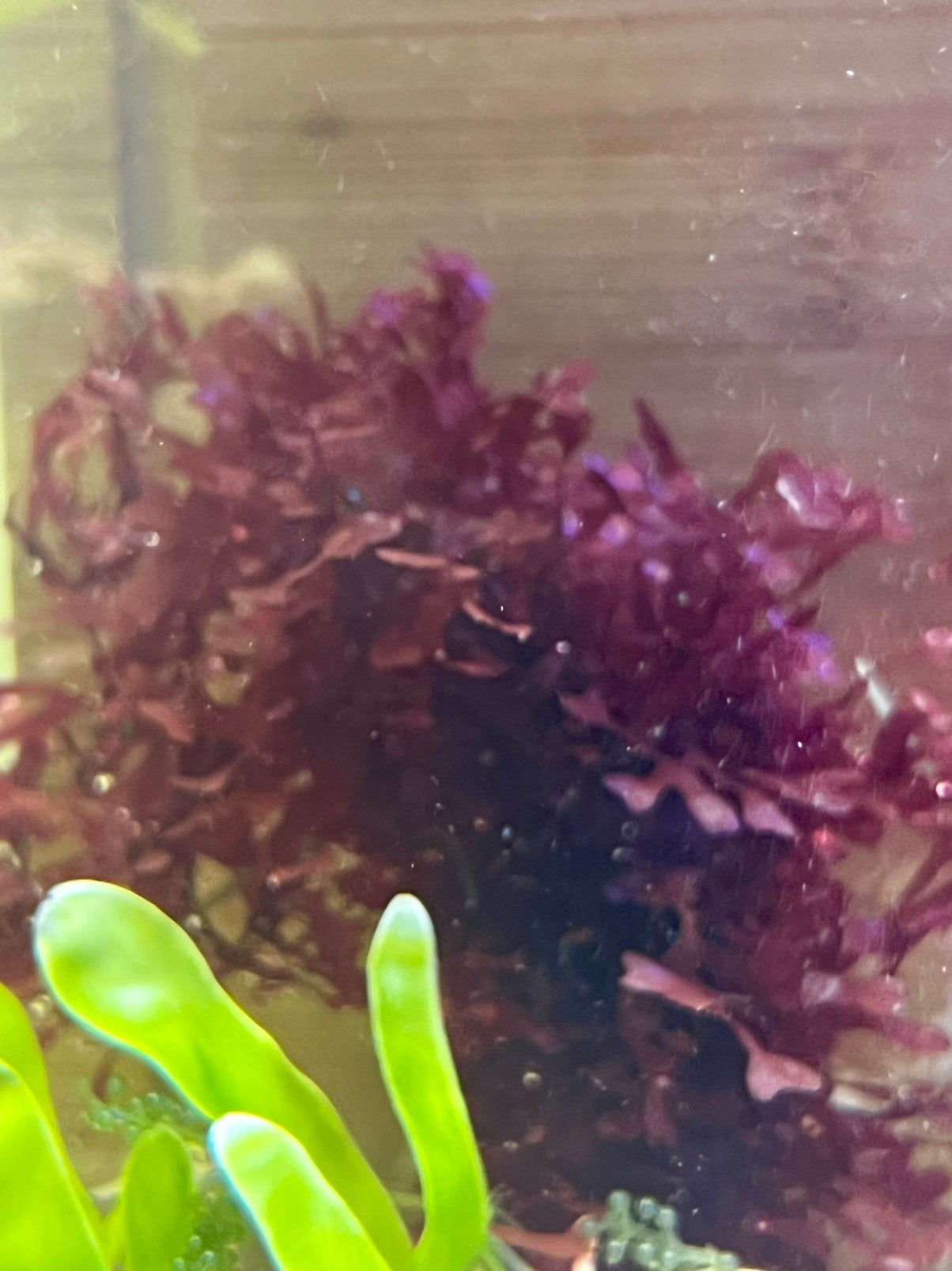 Macro-alg Gracillaria sp, Autres types