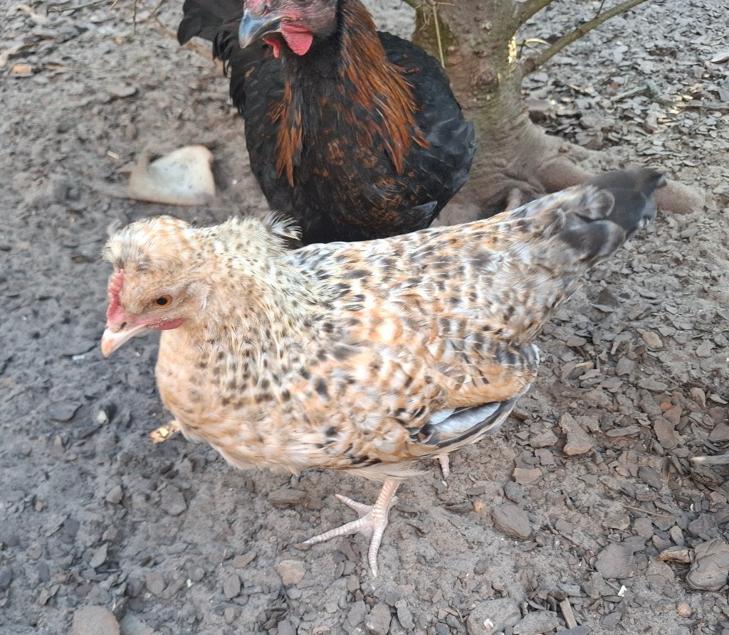 Cream legbar kip, Dieren en Toebehoren, Pluimvee, Vrouwelijk, Kip