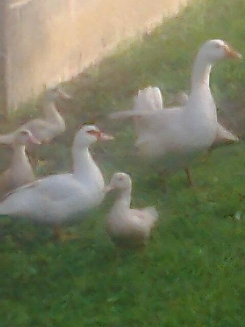 ganzen, Dieren en Toebehoren, Meerdere dieren, Gans of Zwaan