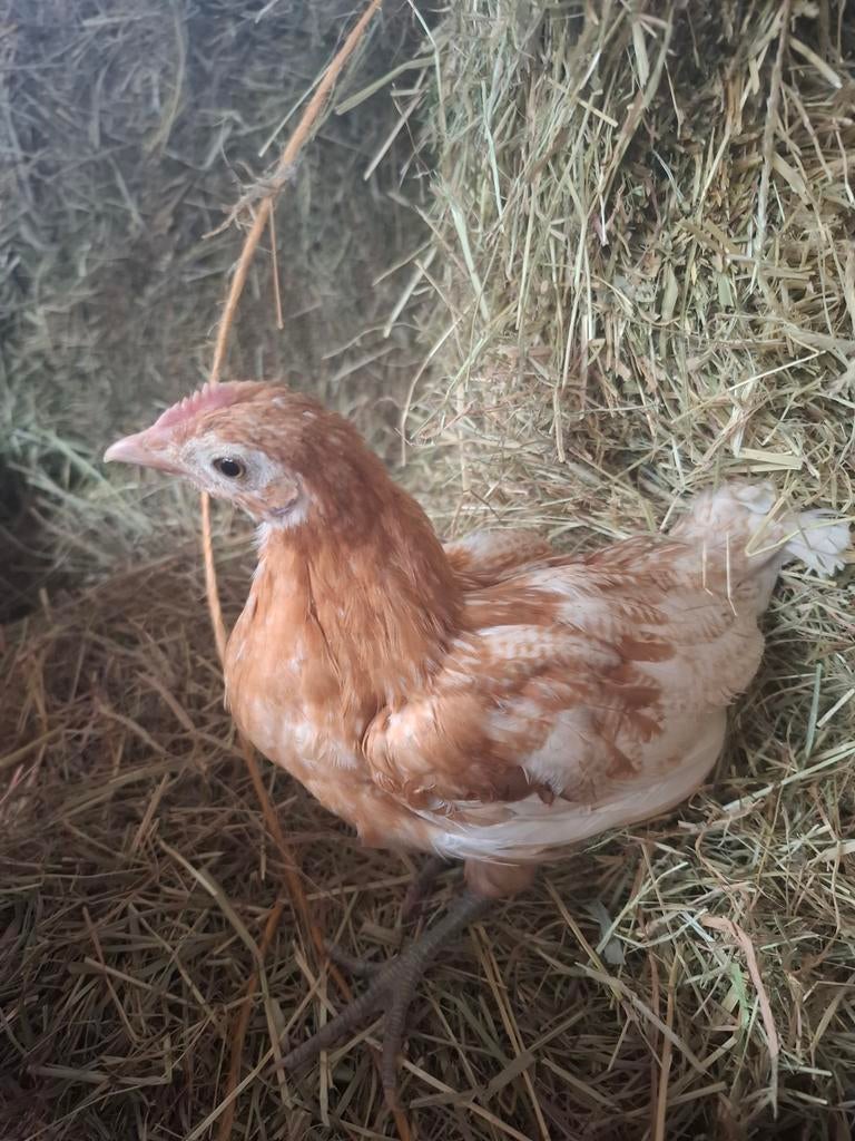 Haan friese hoen, Dieren en Toebehoren, Mannelijk, Kip