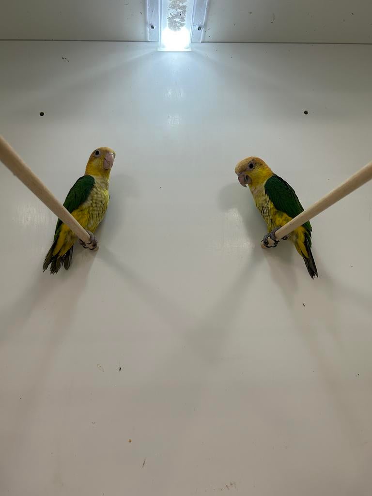 1-1 roestkop caique ( in nl ), Plusieurs animaux