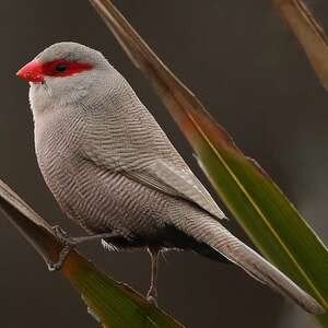 Astrild Oiseaux exotiques, Animaux & Accessoires