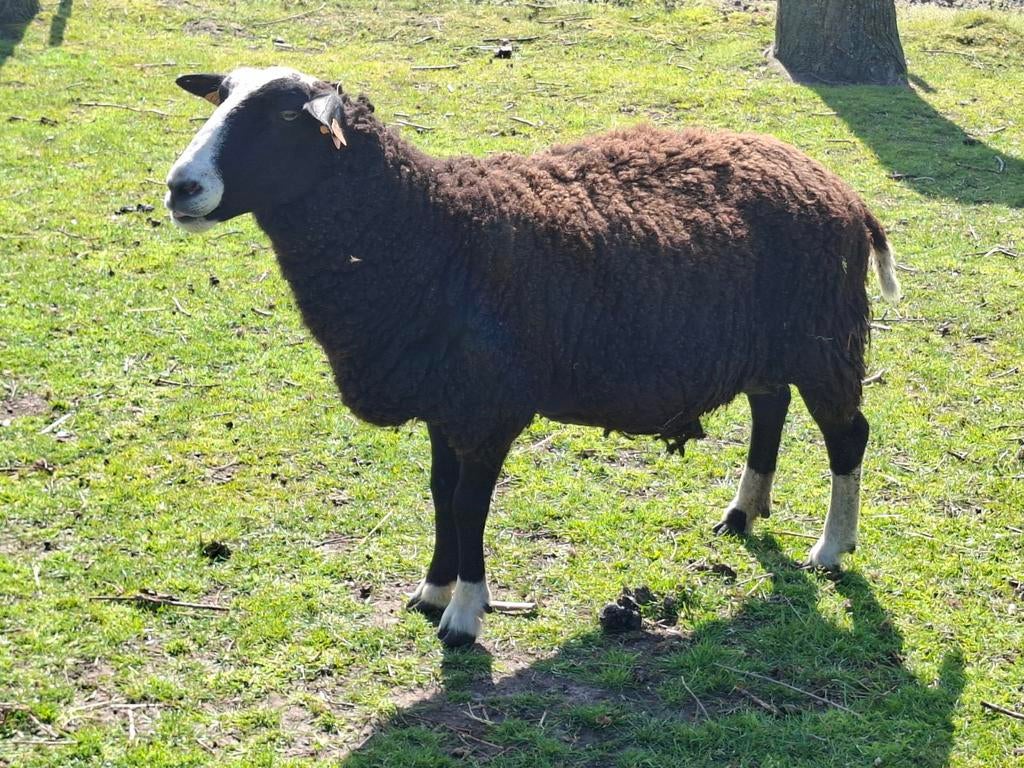 Zwartbles, Dieren en Toebehoren