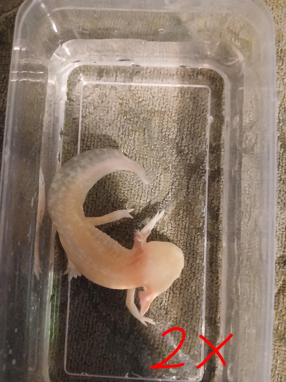 golden albino axoltols, Dieren en Toebehoren, Overige typen, Zoetwatervis