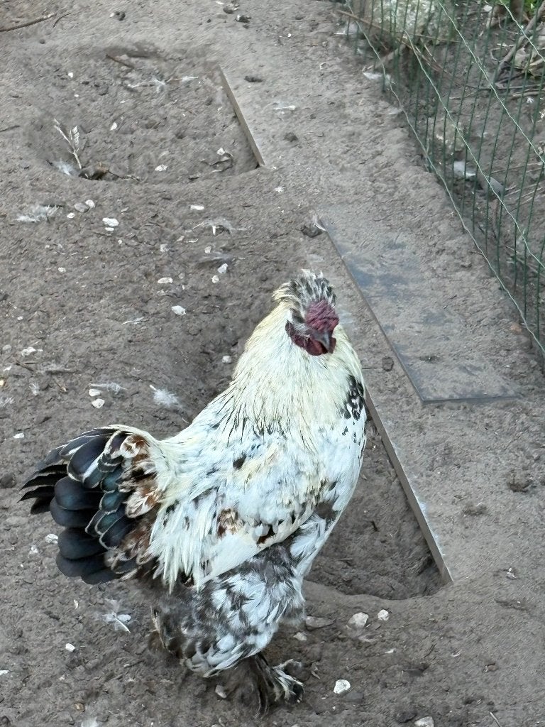 jonge haan, Mâle, Poule ou poulet