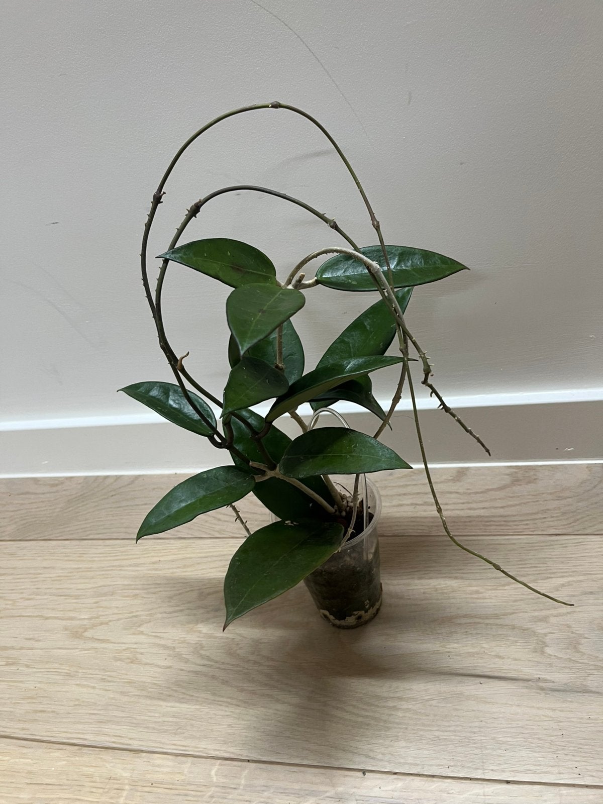 Hoya Acuta Red, Maison & Meubles, Plantes d'intérieur, Envoi